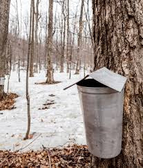 Sap bucket kit